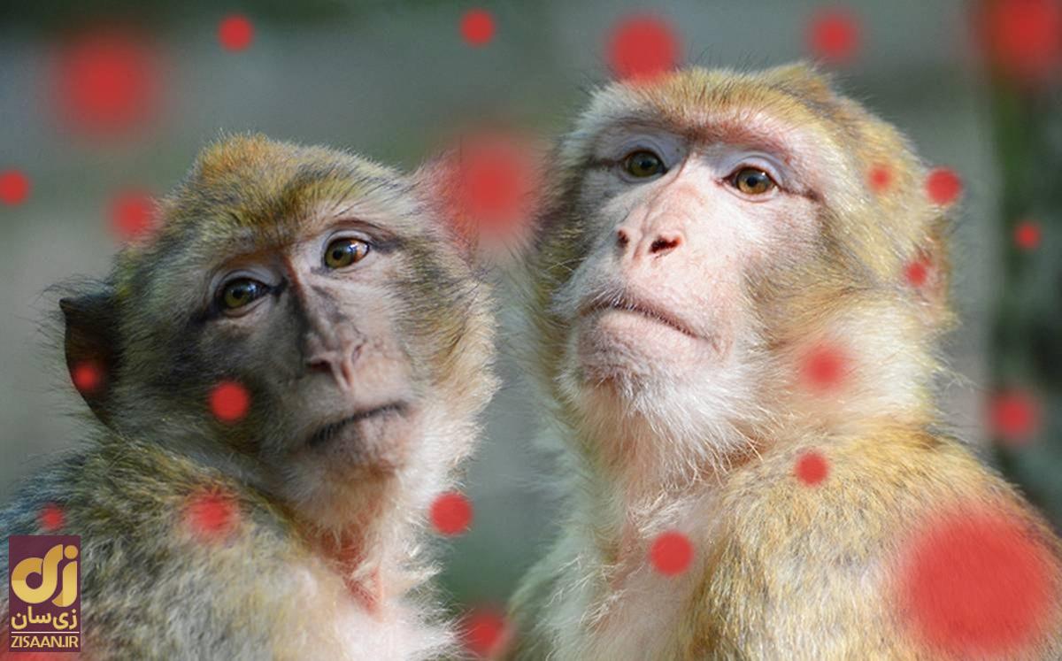 تفاوتهای آبله میمون و کرونا؛ جهان باز هم قرنطینه میشود؟ تفاوتهای آبله میمون و کرونا؛ جهان باز هم قرنطینه میشود؟