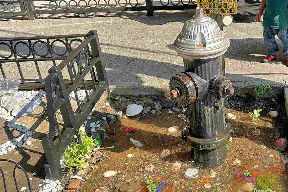 رشد ماهی‌های قرمز کنار شیر آتش نشانی