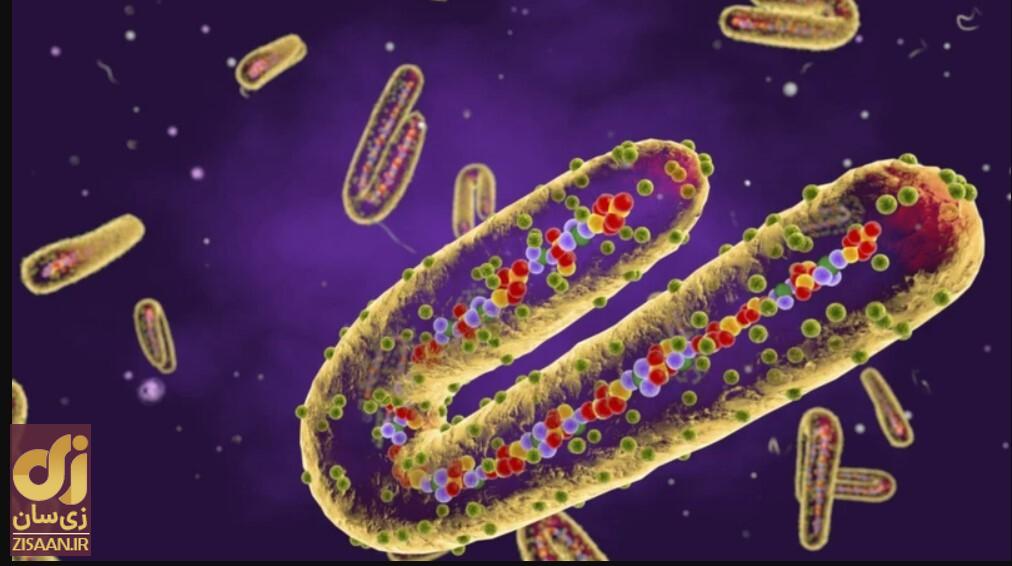 شیوع «ماربورگ»؛ از این بیماری ویروسی مرگبار چه می‌دانیم؟