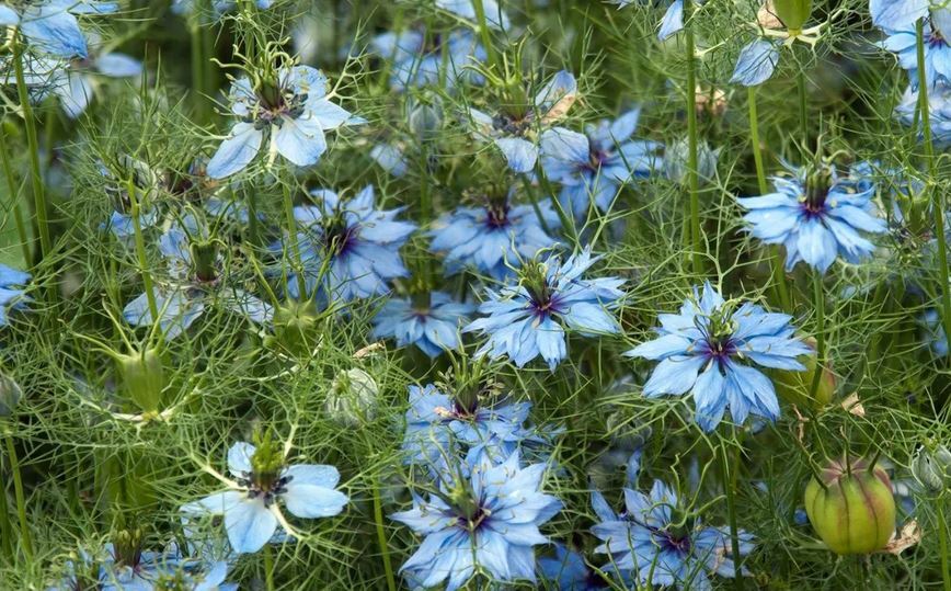 سیاه‌دانه چه خواصی دارد و چه کسانی نباید آن را مصرف کنند؟