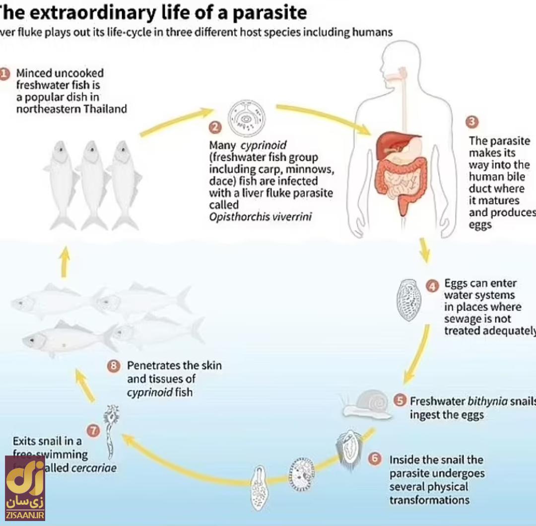 هشدار پزشکان؛ تنها یک لقمه از این غذا باعث سرطان میشود! هشدار پزشکان؛ تنها یک لقمه از این غذا باعث سرطان میشود!