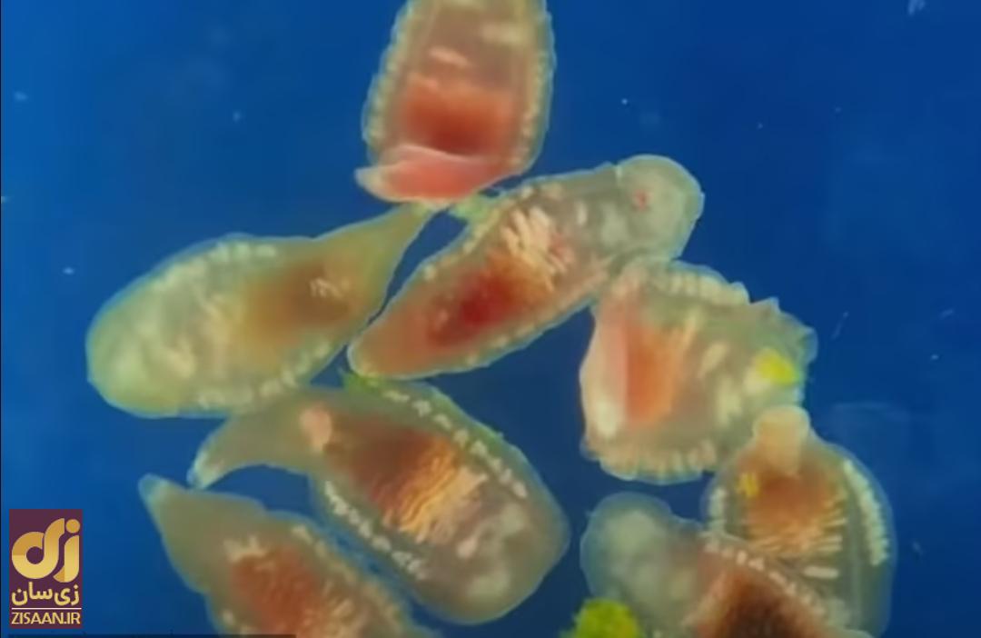 هشدار پزشکان؛ تنها یک لقمه از این غذا باعث سرطان میشود! هشدار پزشکان؛ تنها یک لقمه از این غذا باعث سرطان میشود!