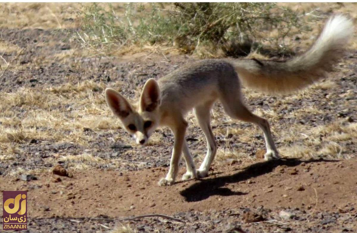 همه چیز درباره روباه شنی؛ جانوری شب‌زی که توله‌هایش را در زیرزمین نگه‌ می‌دارد + عکس 