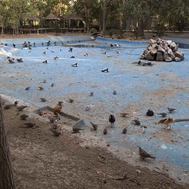 نکته عجیب در عکس جدید باغ پرندگان اصفهان نکته عجیب در عکس جدید باغ پرندگان اصفهان