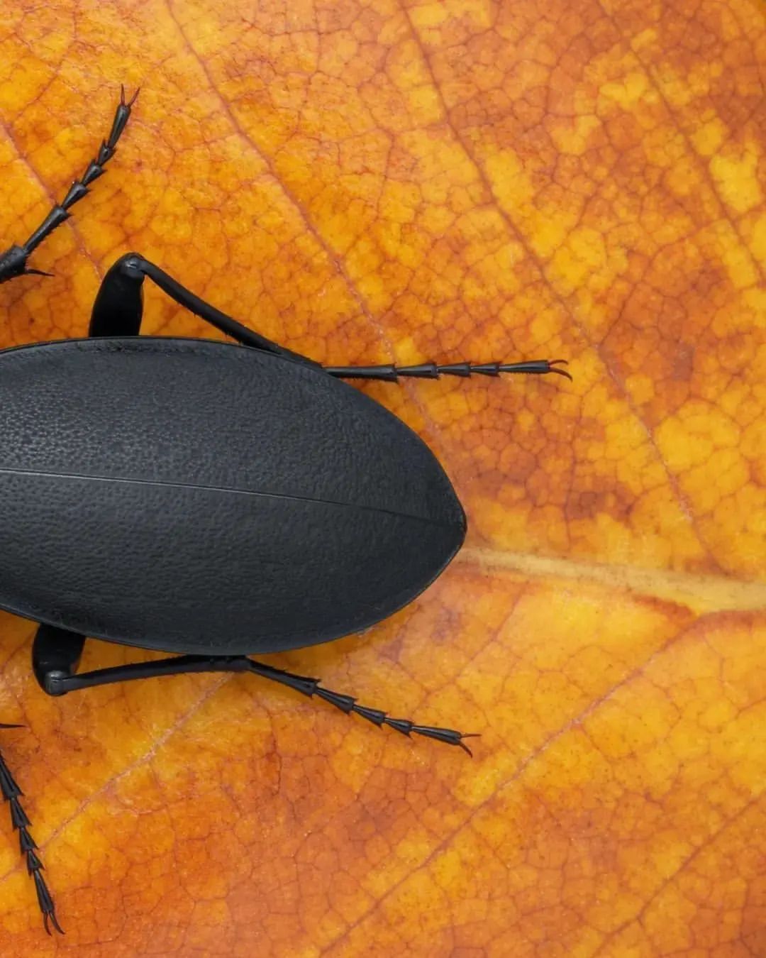 عکس | سوسک زمینی اروپایی!