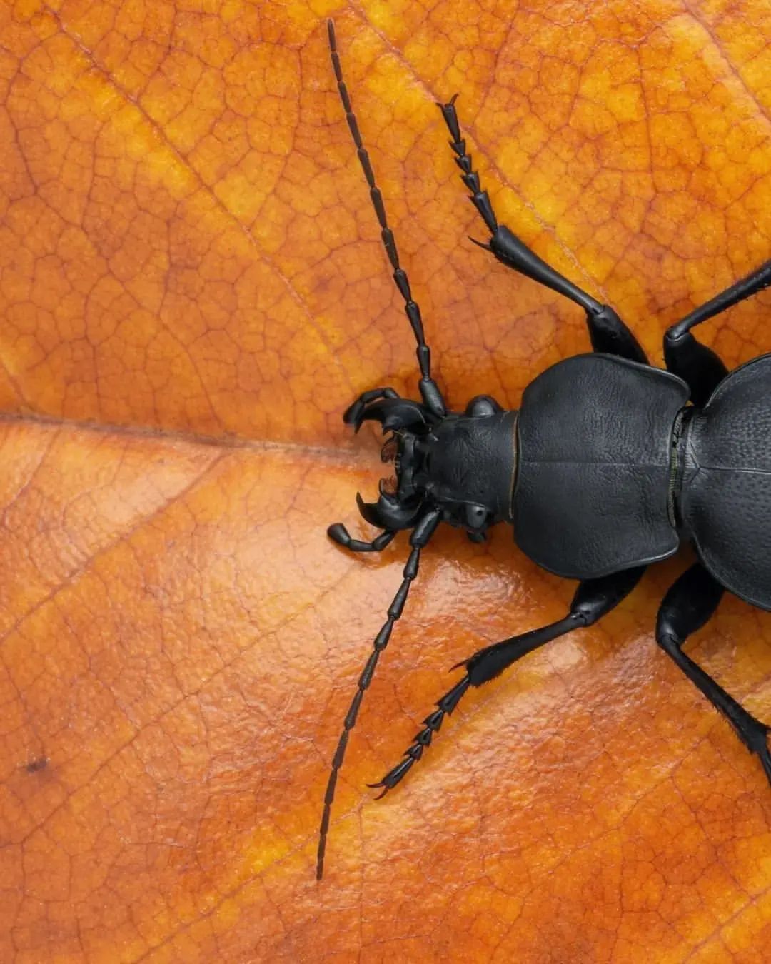 عکس | سوسک زمینی اروپایی!