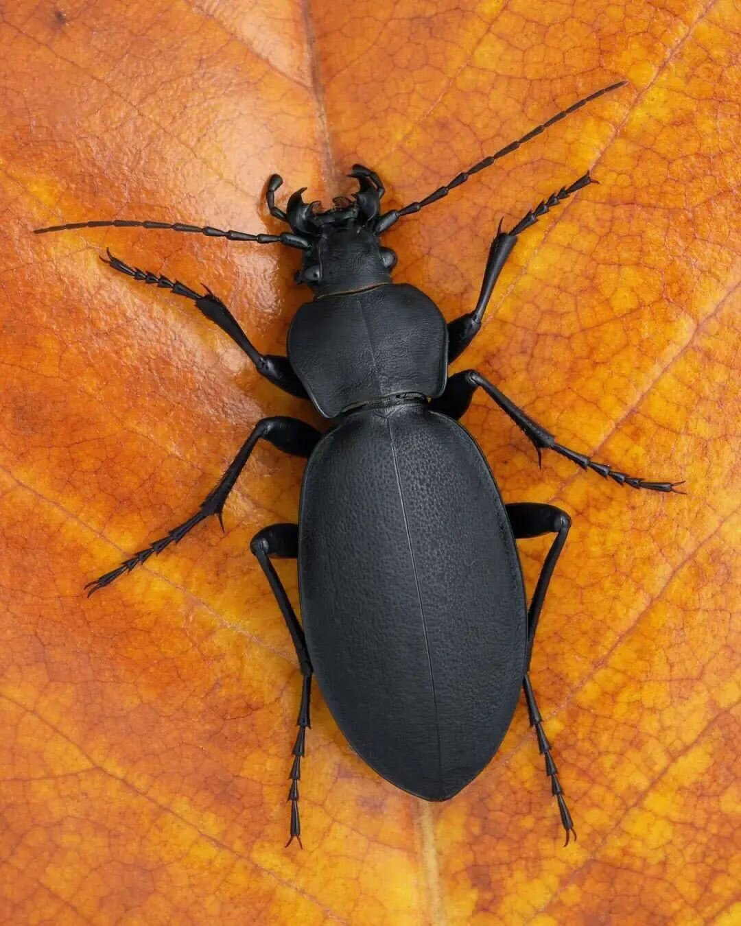 عکس | سوسک زمینی اروپایی!