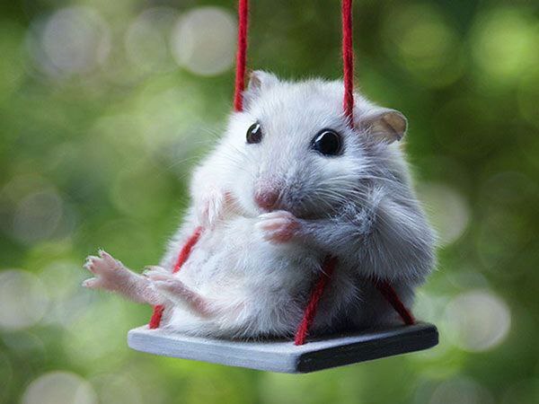 (ویدئو) کلیپ طنز از آماده شدن همستر کامبت برای لیست شدن!