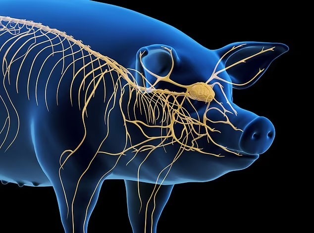 دانشمندان چینی مرده را زنده کردند دانشمندان چینی مرده را زنده کردند