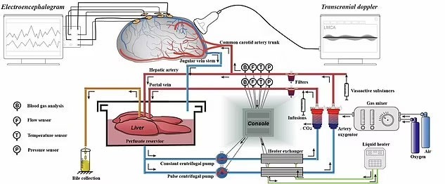 دانشمندان چینی مرده را زنده کردند دانشمندان چینی مرده را زنده کردند