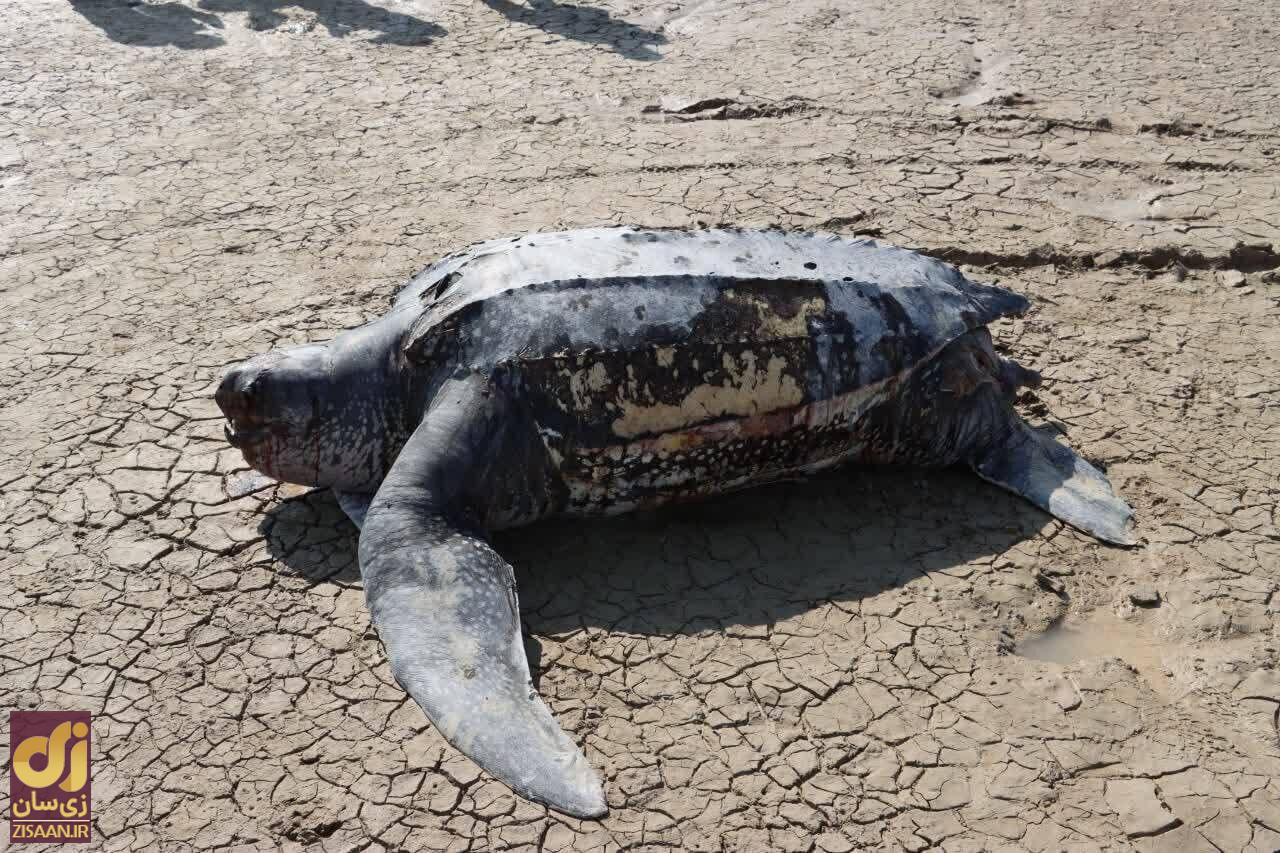 پیدا شدن لاک‌پشت چرمی، چهارمین خزنده بزرگ جثه دنیا در هندیجان