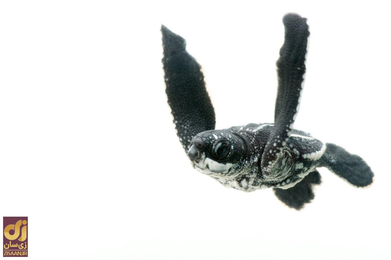 پیدا شدن لاک‌پشت چرمی، چهارمین خزنده بزرگ جثه دنیا در هندیجان