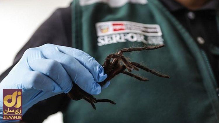 دستگیری مرد قاچاقچی عنکبوت‌های تارانتولا در هواپیما