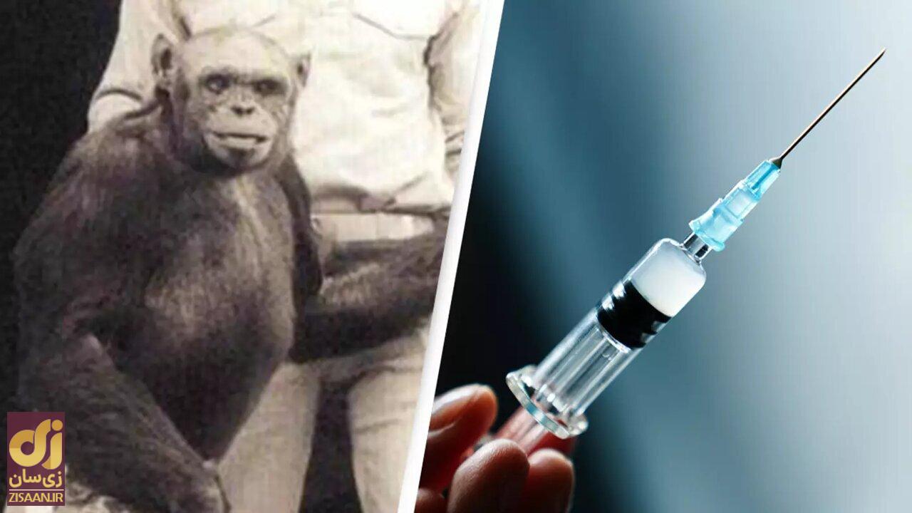 داستان تولد و مرگ انسان - شامپانزه؛ موجودی وحشتناک که خالقش  آن را کشت! + عکس