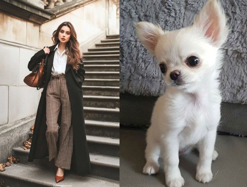 چگونه استایل خود را با حیوان خانگی‌تان ست کنید؟