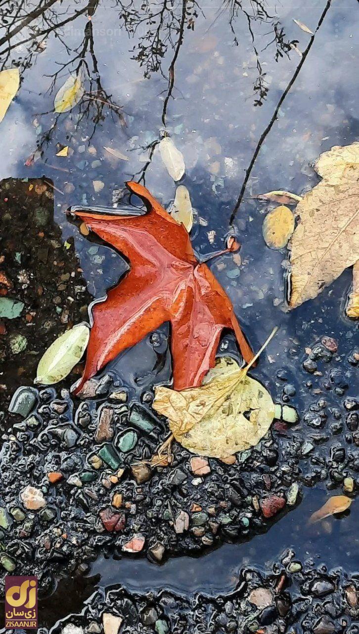 تصاویر | عکس‌هایی دیدنی از پارک جمشیدیه تهران در پاییز ۱۴۰۳