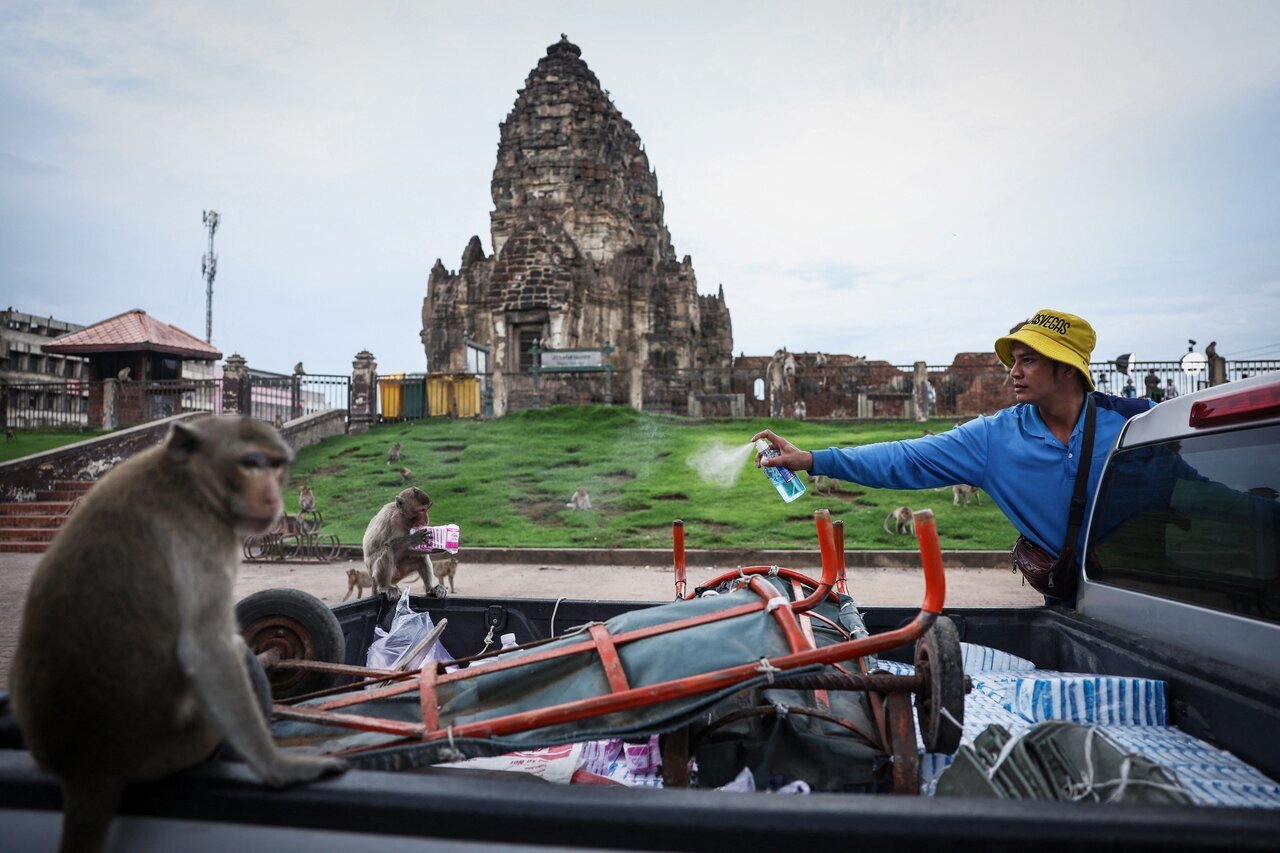 (تصاویر) میمون‌ها پاسگاه پلیس را فتح کردند