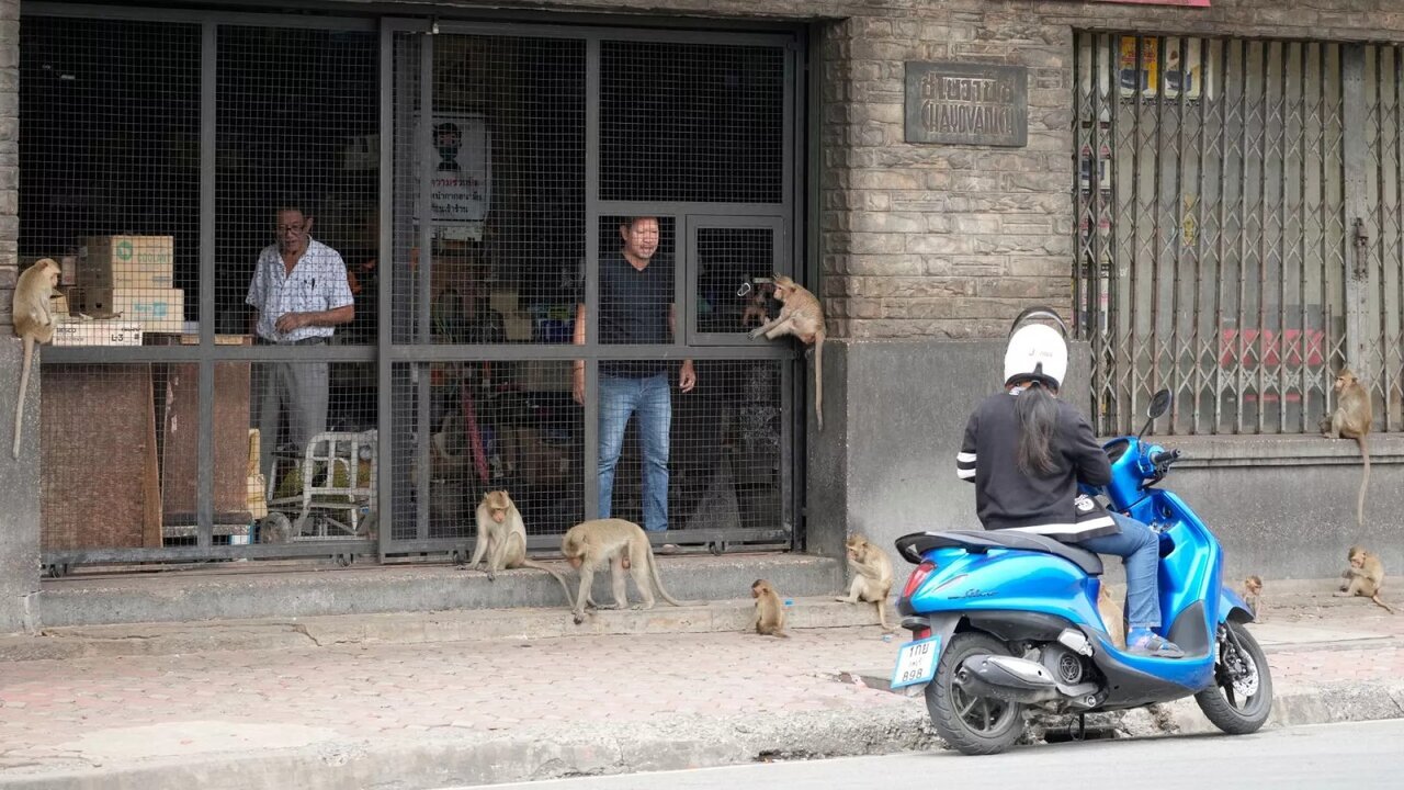 (تصاویر) میمون‌ها پاسگاه پلیس را فتح کردند