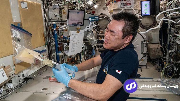 اسپرم موشها به کمک حفظ نسل انسانها میآیند! اسپرم موشها به کمک حفظ نسل انسانها میآیند!