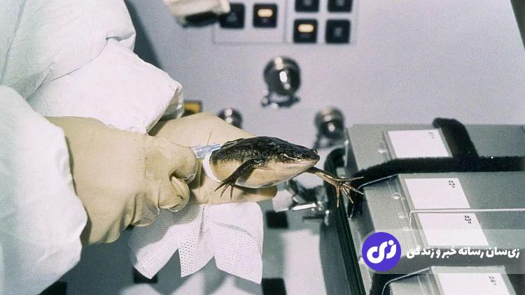 اسپرم موشها به کمک حفظ نسل انسانها میآیند! اسپرم موشها به کمک حفظ نسل انسانها میآیند!