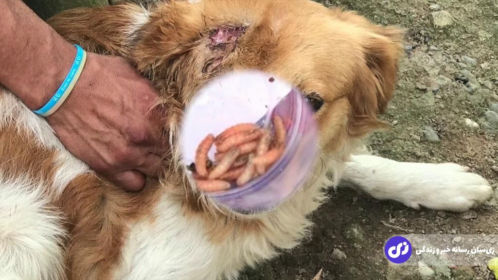 ظهور یک انگل ترسناک که فقط از گوشت انسان تغذیه می‌کند