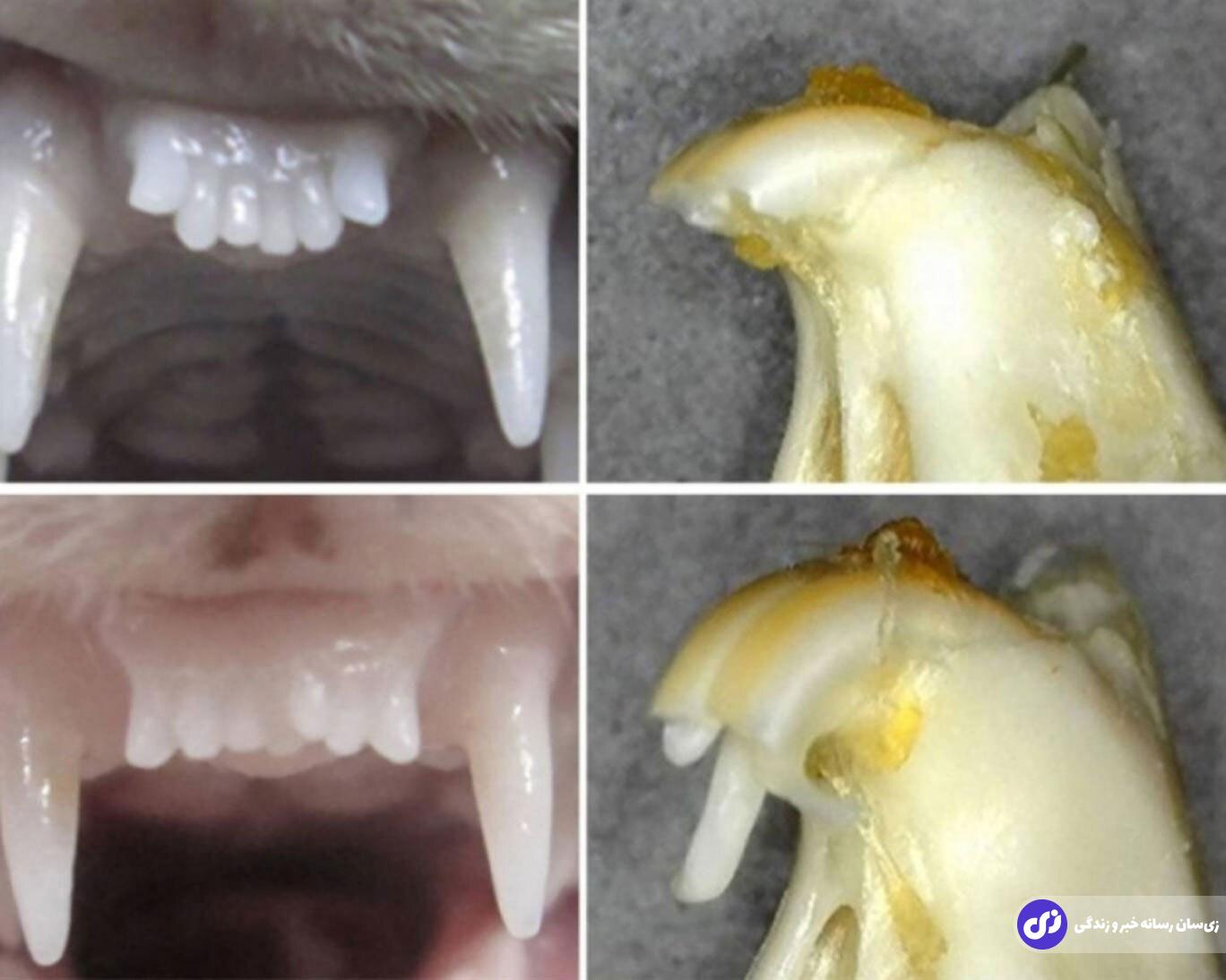 ژاپنیها داروی رشد مجدد دندان را کشف کردند! ژاپنیها داروی رشد مجدد دندان را کشف کردند!