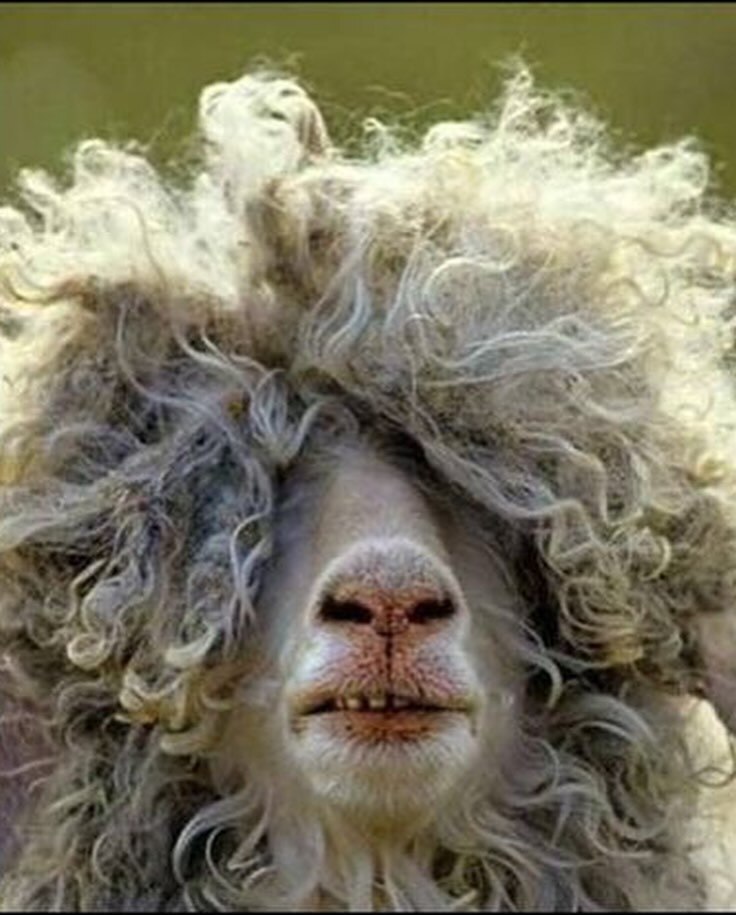 شوخی فوق عجیب ترلان پروانه با ظاهرش در اینستاگرام