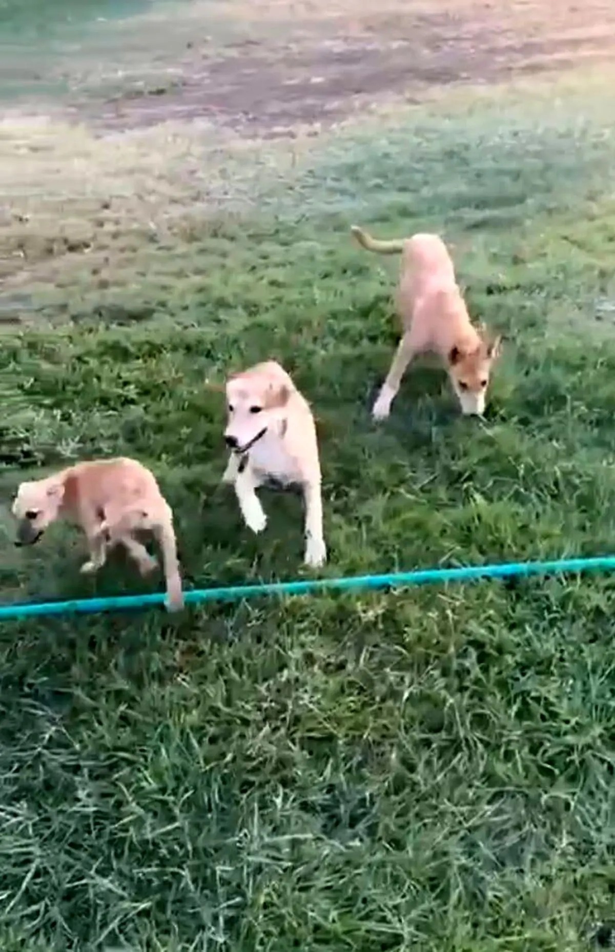 هجوم سگ‌ها به تمرین تیم لیگ برتری! + عکس