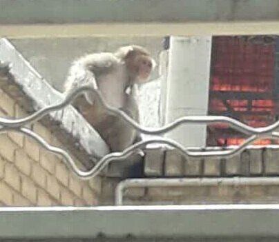 ماجرای کشف یک میمون در مهرشهر کرج