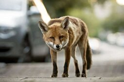 (ویدئو) شکار موش توسط روباه در میدان ۷ تیر