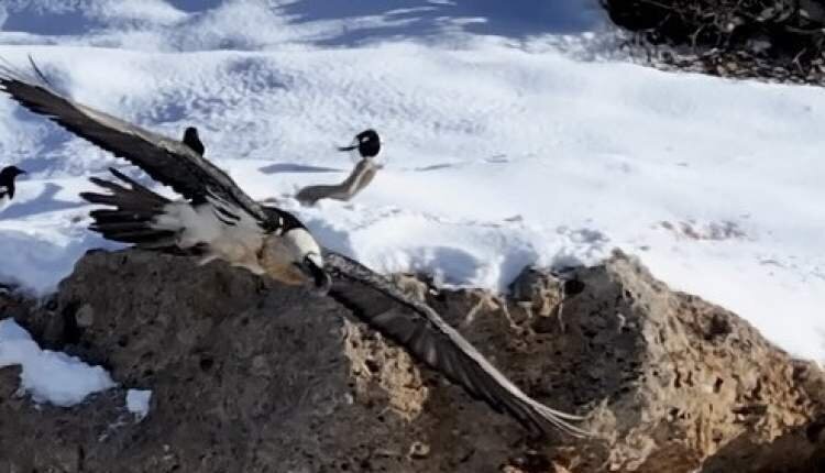 تصاویر نادر از «همای سعادت» در چهارمحال و بختیاری