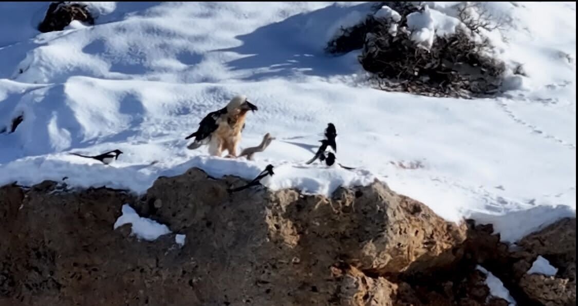 تصاویر نادر از «همای سعادت» در چهارمحال و بختیاری