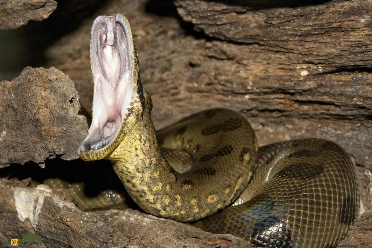 اگر خواب مار ببینیم معنای آن چیست؛ تعبیر خواب مار از نظر قرآن، امام صادق/ تعبیر خواب مار سیاه و سفید