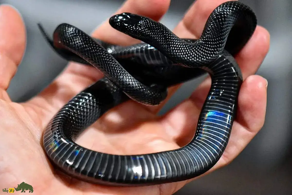 اگر خواب مار ببینیم معنای آن چیست؛ تعبیر خواب مار از نظر قرآن، امام صادق/ تعبیر خواب مار سیاه و سفید