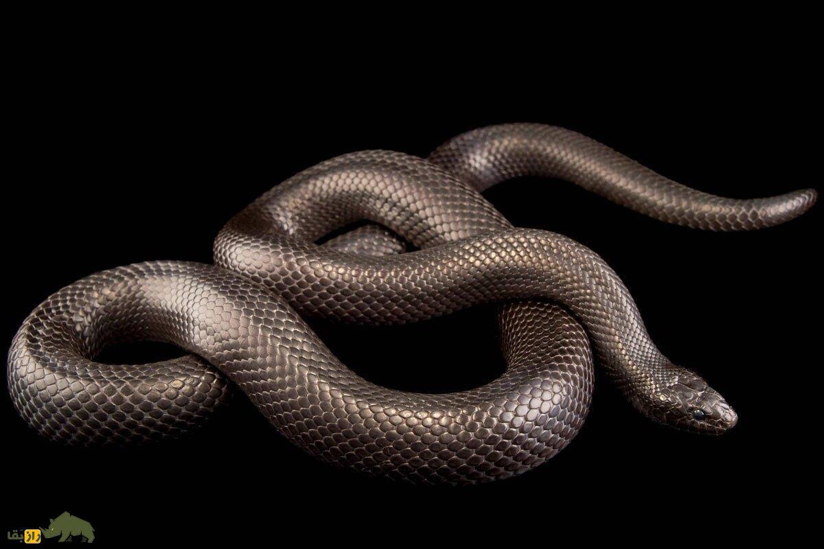 اگر خواب مار ببینیم معنای آن چیست؛ تعبیر خواب مار از نظر قرآن، امام صادق/ تعبیر خواب مار سیاه و سفید