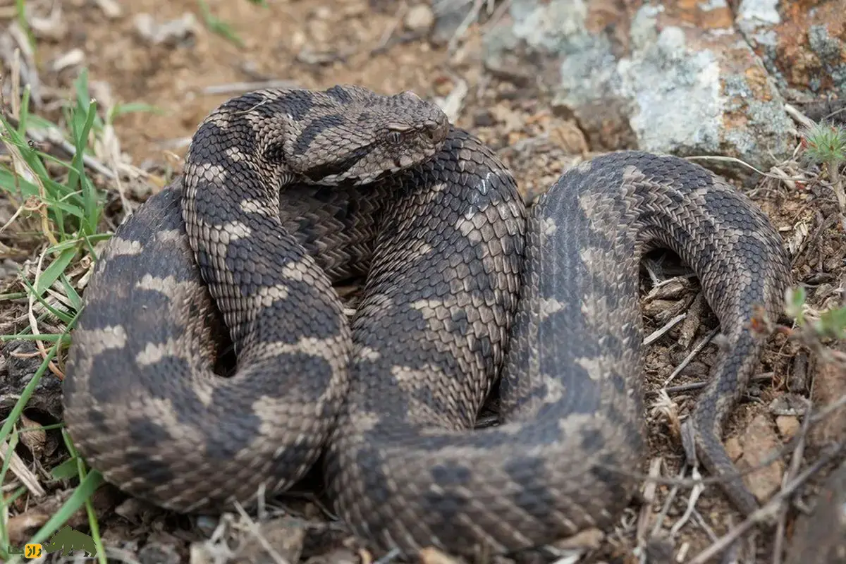 اگر خواب مار ببینیم معنای آن چیست؛ تعبیر خواب مار از نظر قرآن، امام صادق/ تعبیر خواب مار سیاه و سفید