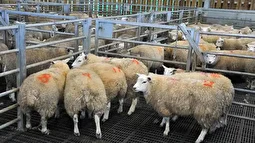 قیمت گوسفند زنده و گوساله امروز سه‌شنبه ۷ بهمن ۱۴۰۴