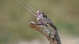 سرنوشت مردی که ۱۸ سال به خودش سم مار تزریق کرد