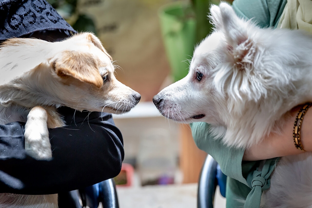 بازار عجیب حیوان خانگی در ایران؛ از میمون ۴۰ میلیونی تا پودل ۷۰ میلیونی و مار ۳۵ میلیونی!