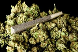 (ویدئو) عملیات ورود به مخفیگاه فروشنده گل توسط ماموران پلیس