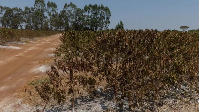 آیا گرانی بی‌سابقه مواد غذایی در راه است؟