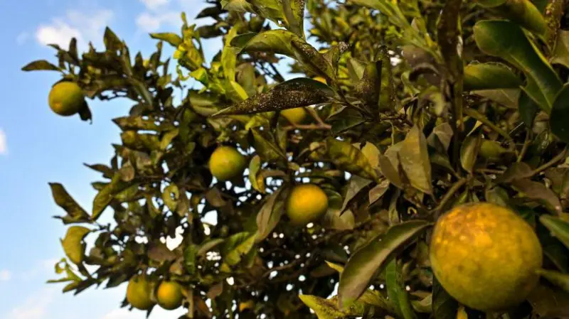 آیا گرانی بی‌سابقه مواد غذایی در راه است؟