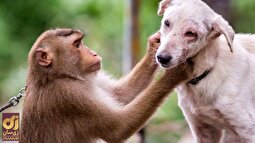 ویدئو | سواری گرفتن یک میمون آدم‌نما از سگ ولگرد!