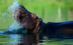 ویدئو | اقتدار اسب آبی و وحشت کوروکودیل‌ها هنگام مواجه با او