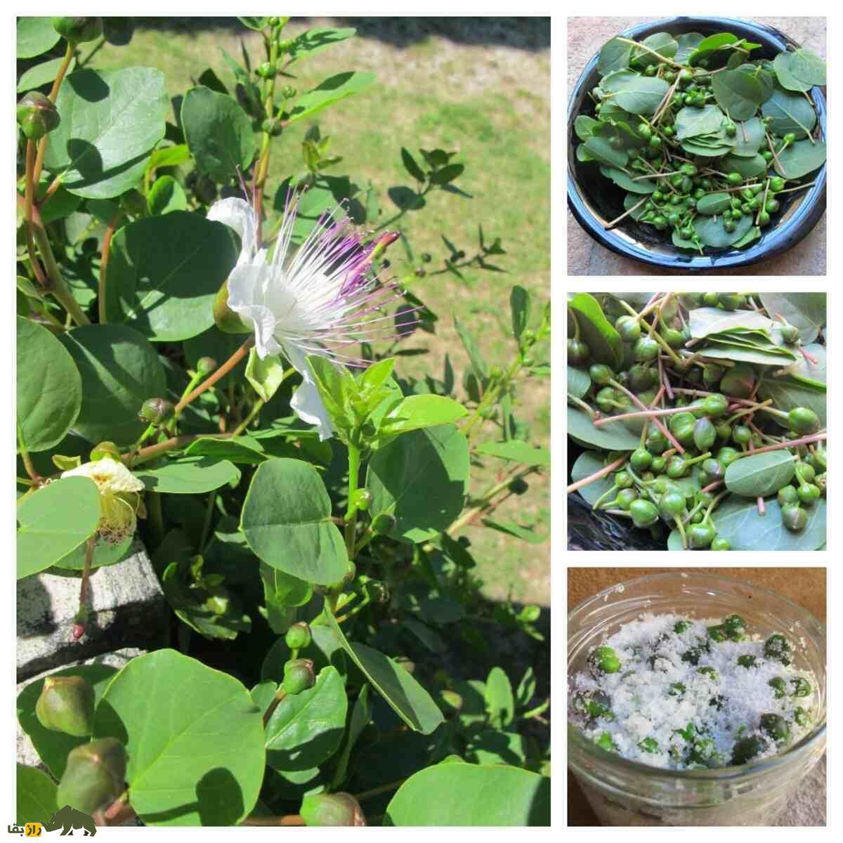 لگجی؛ گیاه پرخاصیتی در جنوب ایران که مثل طلا با ارزش است و ترشی آن بسیار محبوب است