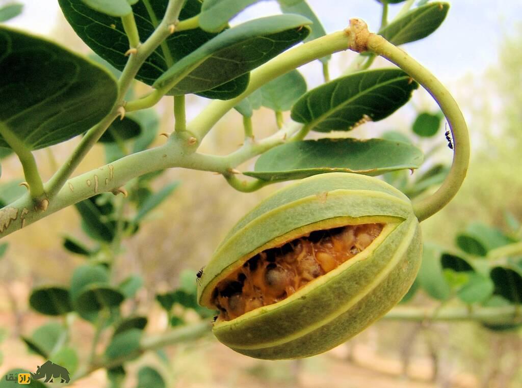 لگجی؛ گیاه پرخاصیتی در جنوب ایران که مثل طلا با ارزش است و ترشی آن بسیار محبوب است