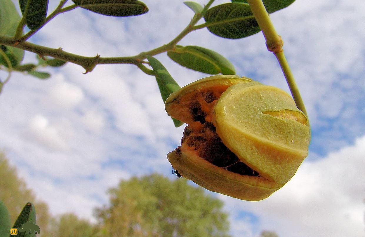 لگجی؛ گیاه پرخاصیتی در جنوب ایران که مثل طلا با ارزش است و ترشی آن بسیار محبوب است