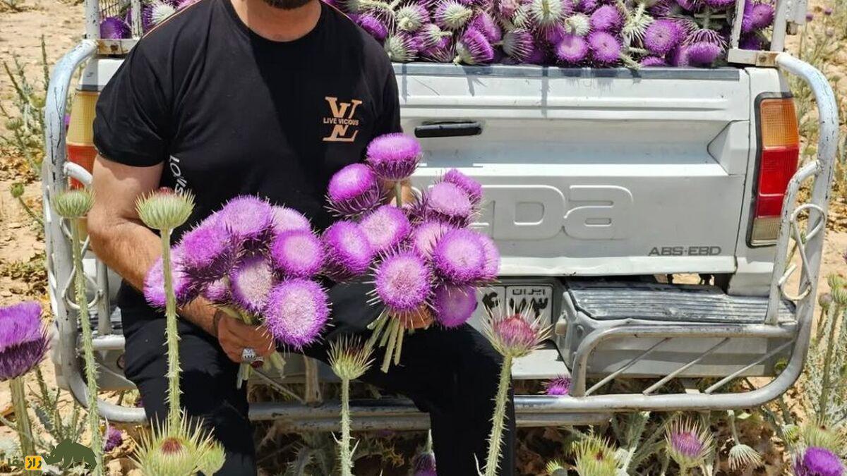 خار پیرزن یا خارکلو؛ گیاه ارزشمند ایران که خارمریم نیست و کاشت آن درآمد بالایی دارد خار پیرزن یا خارکلو