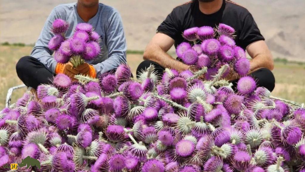 خار پیرزن یا خارکلو؛ گیاه ارزشمند ایران که خارمریم نیست و کاشت آن درآمد بالایی دارد خار پیرزن یا خارکلو