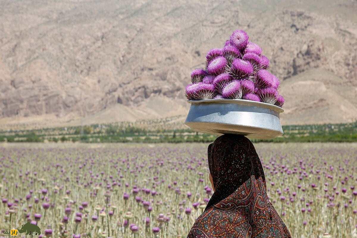 خار پیرزن یا خارکلو؛ گیاه ارزشمند ایران که خارمریم نیست و کاشت آن درآمد بالایی دارد خار پیرزن یا خارکلو